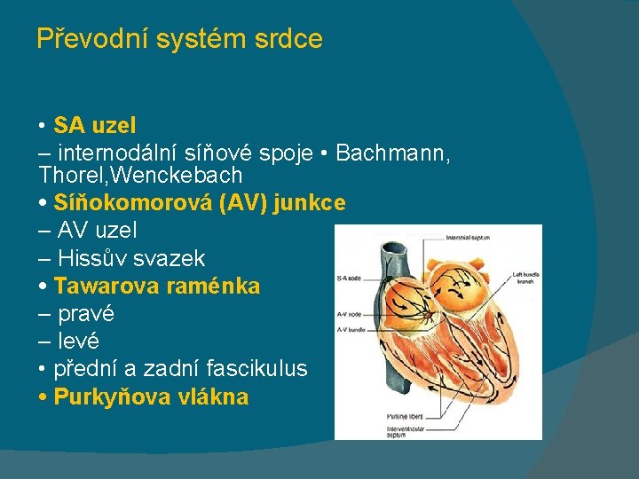 Převodní systém srdce • SA uzel – internodální síňové spoje • Bachmann, Thorel, Wenckebach