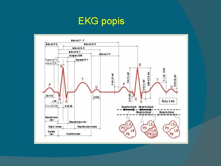 EKG popis 