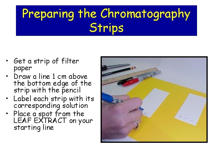 Preparing the Chromatography Strips • Get a strip of filter paper • Draw a