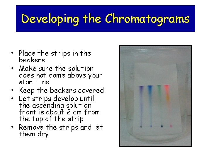Developing the Chromatograms • Place the strips in the beakers • Make sure the
