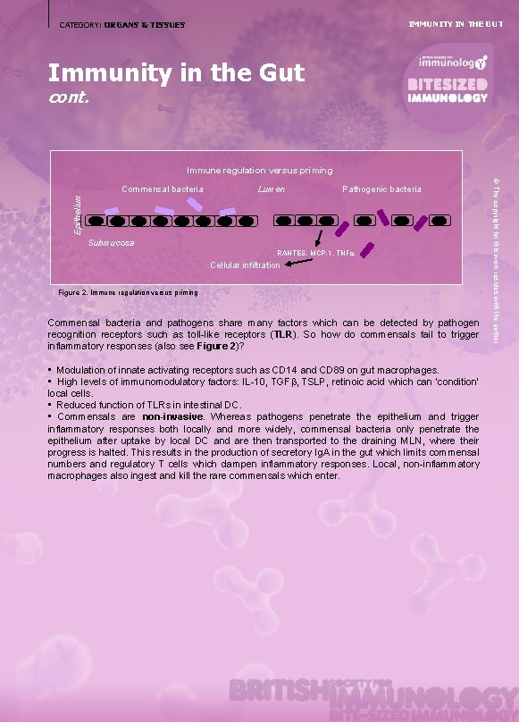 IMMUNITY IN THE GUT CATEGORY: ORGANS & TISSUES Immunity in the Gut cont. Commensal