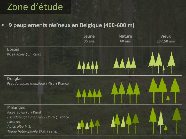 Zone d’étude • 9 peuplements résineux en Belgique (400 -600 m) Zone d’étude • 9 peuplements résineux en Belgique (400 -600 m)