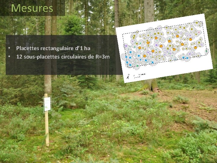 Mesures • Placettes rectangulaire d’ 1 ha • 12 sous-placettes circulaires de R=3 m Mesures • Placettes rectangulaire d’ 1 ha • 12 sous-placettes circulaires de R=3 m