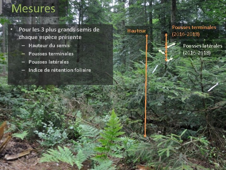 Mesures • Pour les 3 plus grands semis de chaque espèce présente – – Mesures • Pour les 3 plus grands semis de chaque espèce présente – –