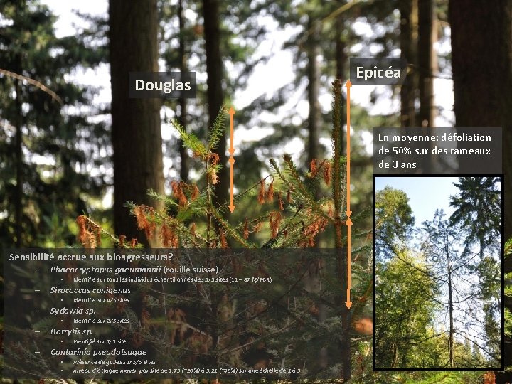 Douglas Epicéa En moyenne: défoliation de 50% sur des rameaux de 3 ans Sensibilité Douglas Epicéa En moyenne: défoliation de 50% sur des rameaux de 3 ans Sensibilité