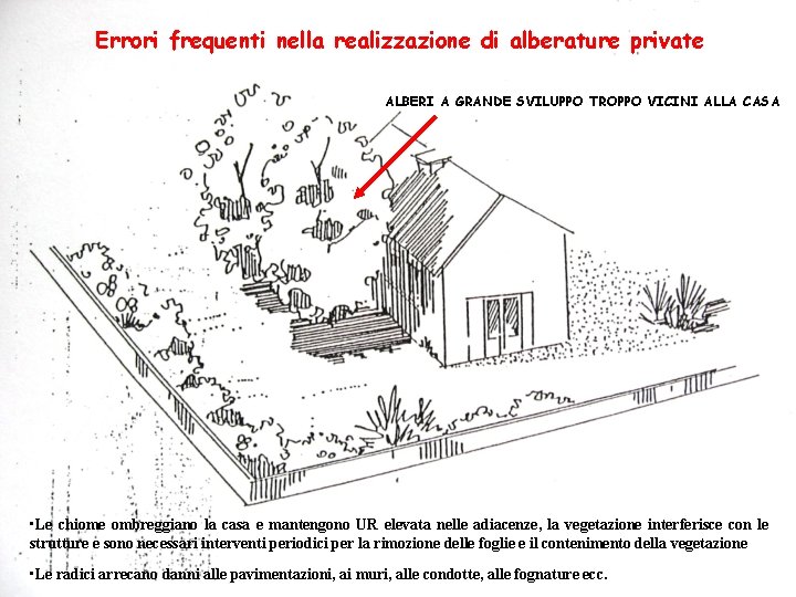 Errori frequenti nella realizzazione di alberature private ALBERI A GRANDE SVILUPPO TROPPO VICINI ALLA