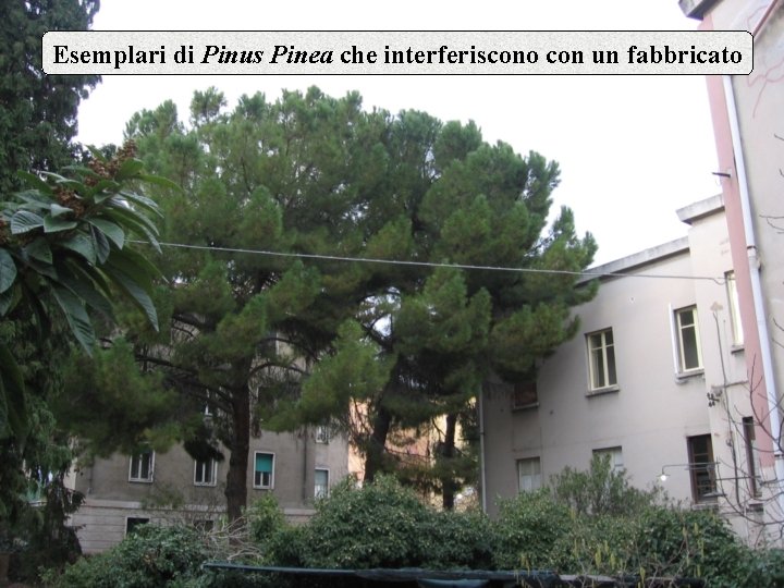 Esemplari di Pinus Pinea che interferiscono con un fabbricato 