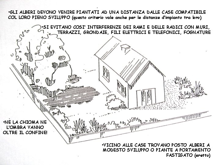  • GLI ALBERI DEVONO VENIRE PIANTATI AD UNA DISTANZA DALLE CASE COMPATIBILE COL