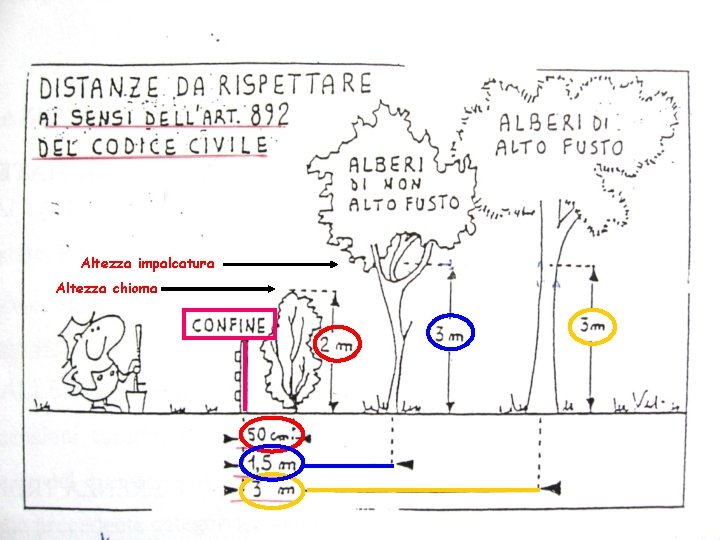 Altezza impalcatura Altezza chioma 