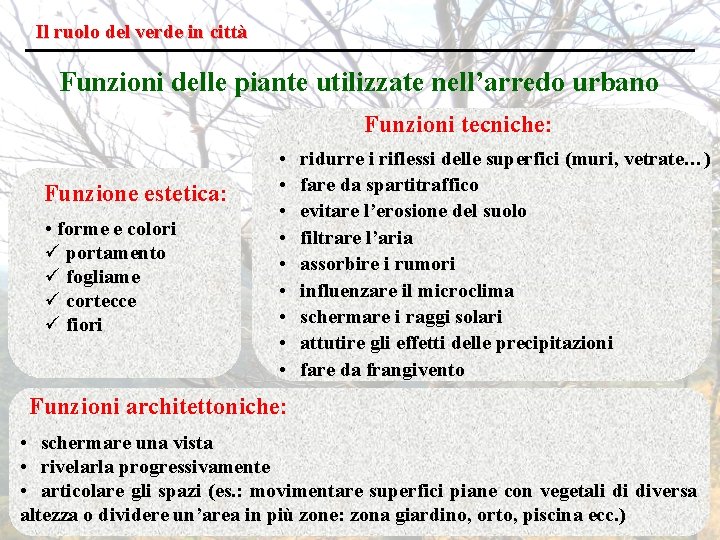 Il ruolo del verde in città Funzioni delle piante utilizzate nell’arredo urbano Funzioni tecniche: