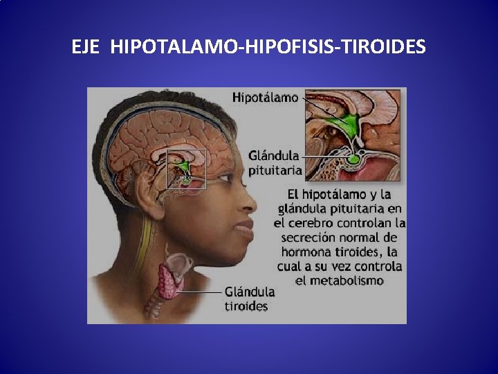 EJE HIPOTALAMO-HIPOFISIS-TIROIDES 