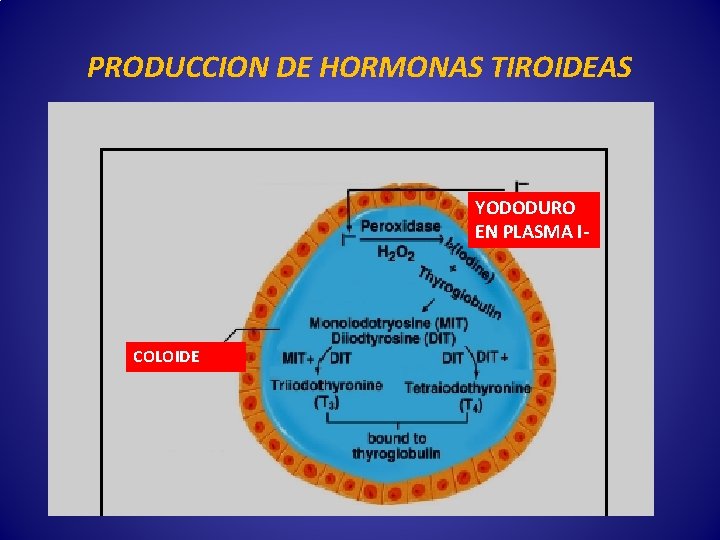 PRODUCCION DE HORMONAS TIROIDEAS YODODURO EN PLASMA I- COLOIDE 