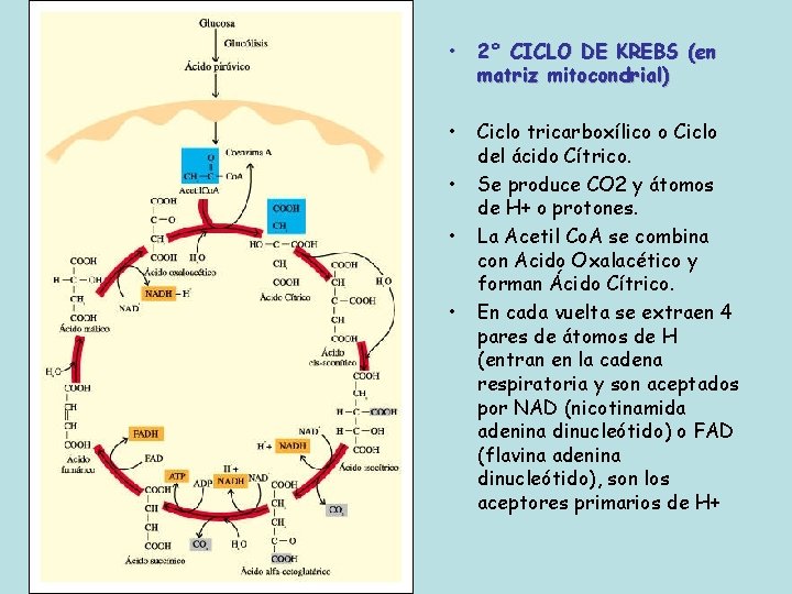  • 2° CICLO DE KREBS (en matriz mitocondrial) • Ciclo tricarboxílico o Ciclo