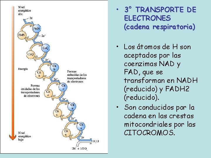  • 3° TRANSPORTE DE ELECTRONES (cadena respiratoria) • Los átomos de H son