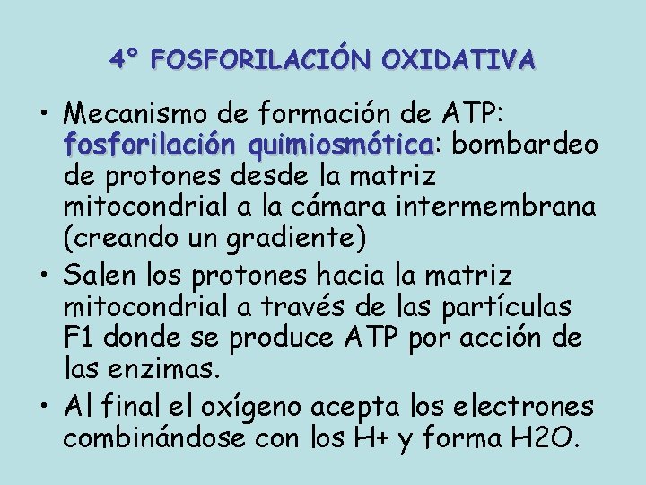 4° FOSFORILACIÓN OXIDATIVA • Mecanismo de formación de ATP: fosforilación quimiosmótica: quimiosmótica bombardeo de