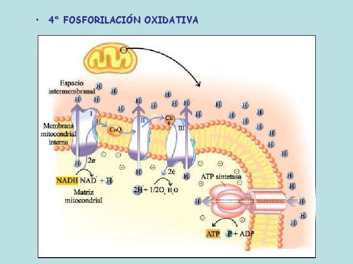  • 4° FOSFORILACIÓN OXIDATIVA 