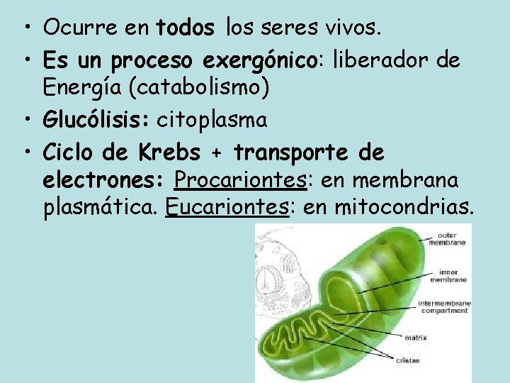  • Ocurre en todos los seres vivos. • Es un proceso exergónico: liberador