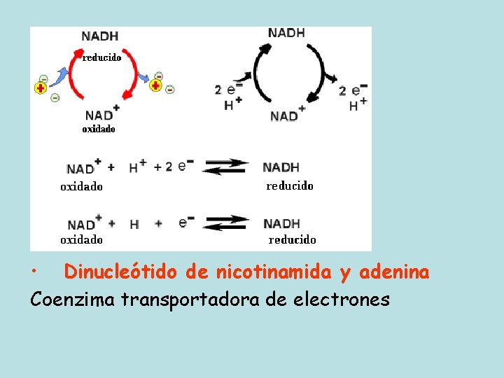  • Dinucleótido de nicotinamida y adenina Coenzima transportadora de electrones 