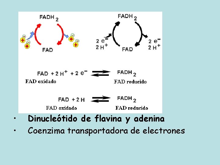  • • Dinucleótido de flavina y adenina Coenzima transportadora de electrones 