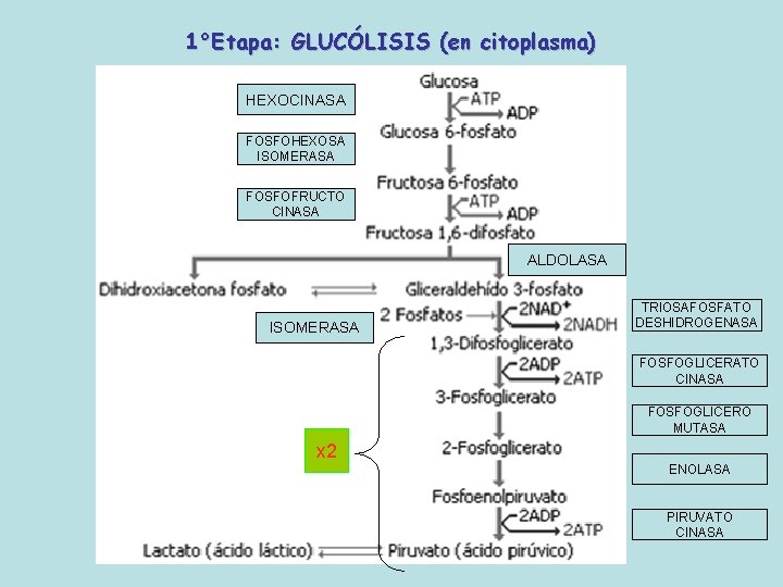 1°Etapa: GLUCÓLISIS (en citoplasma) HEXOCINASA FOSFOHEXOSA ISOMERASA FOSFOFRUCTO CINASA ALDOLASA ISOMERASA TRIOSAFOSFATO DESHIDROGENASA FOSFOGLICERATO 1°Etapa: GLUCÓLISIS (en citoplasma) HEXOCINASA FOSFOHEXOSA ISOMERASA FOSFOFRUCTO CINASA ALDOLASA ISOMERASA TRIOSAFOSFATO DESHIDROGENASA FOSFOGLICERATO