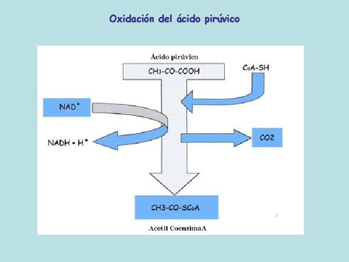 Oxidación del ácido pirúvico 