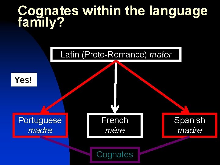 Cognates within the language family? Latin (Proto-Romance) mater Yes! Portuguese madre French mère Cognates