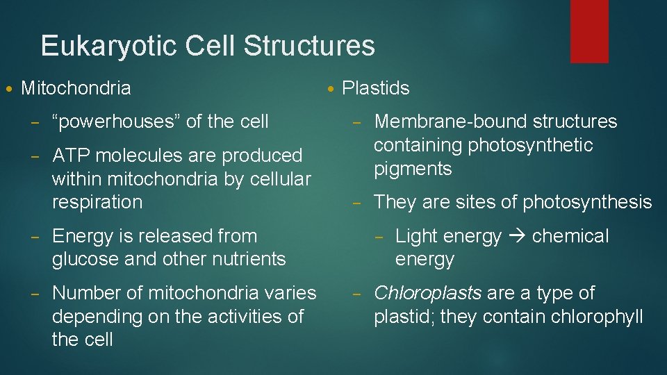 Eukaryotic Cell Structures • Mitochondria • Plastids – “powerhouses” of the cell – –