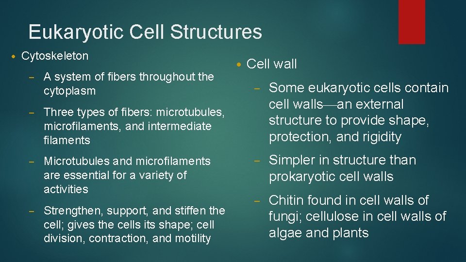Eukaryotic Cell Structures • Cytoskeleton – A system of fibers throughout the cytoplasm –