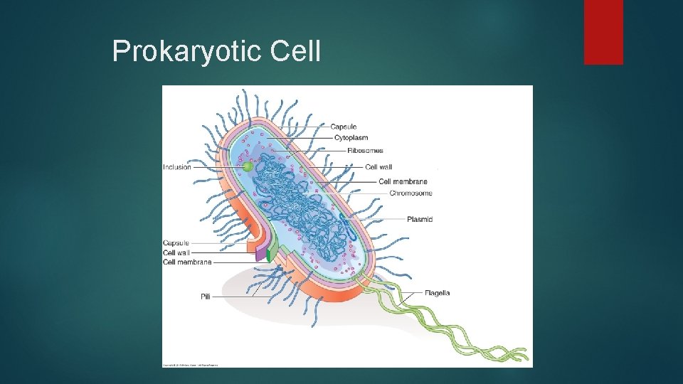 Prokaryotic Cell 