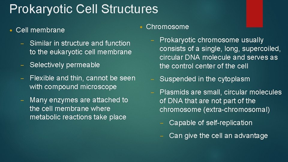 Prokaryotic Cell Structures • Cell membrane – Similar in structure and function to the