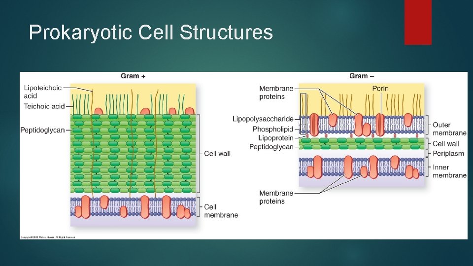 Prokaryotic Cell Structures 