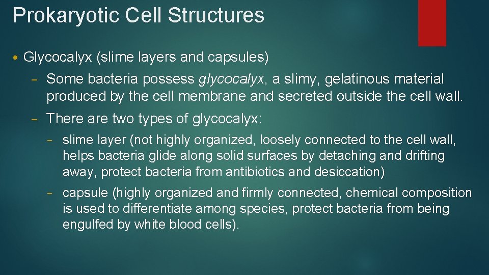 Prokaryotic Cell Structures • Glycocalyx (slime layers and capsules) – Some bacteria possess glycocalyx,