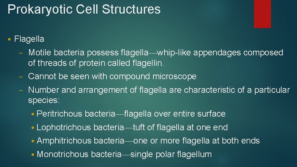 Prokaryotic Cell Structures • Flagella – Motile bacteria possess flagella whip-like appendages composed of