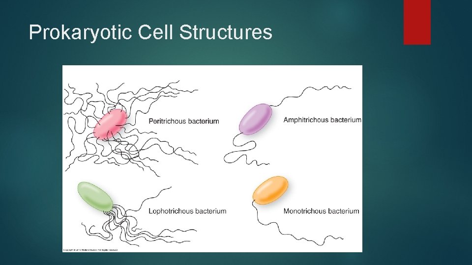 Prokaryotic Cell Structures 