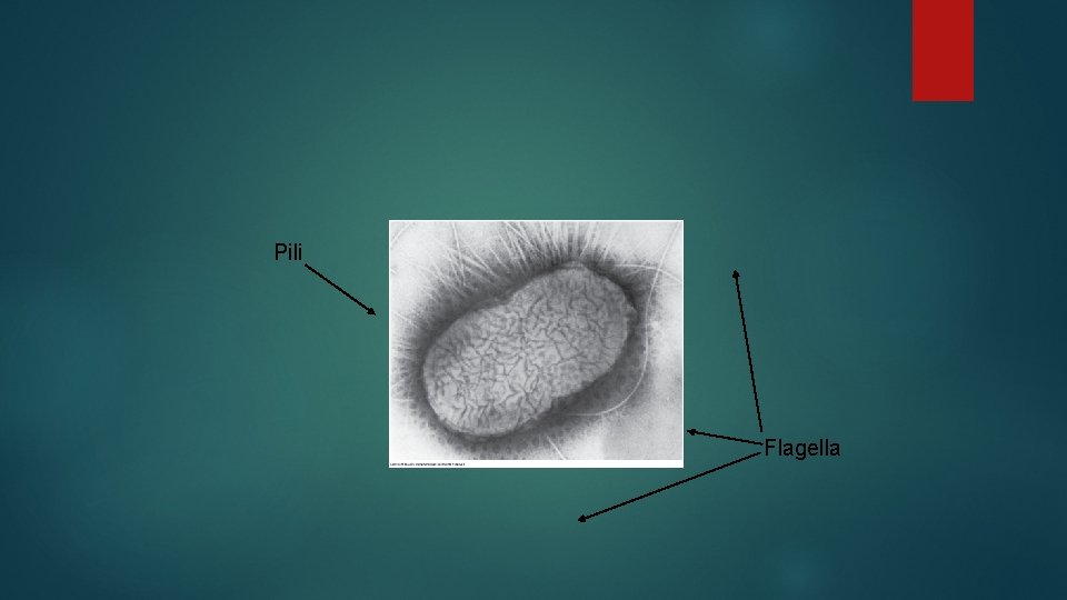 Pili Flagella 