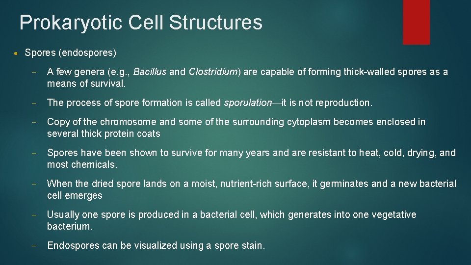 Prokaryotic Cell Structures • Spores (endospores) – A few genera (e. g. , Bacillus