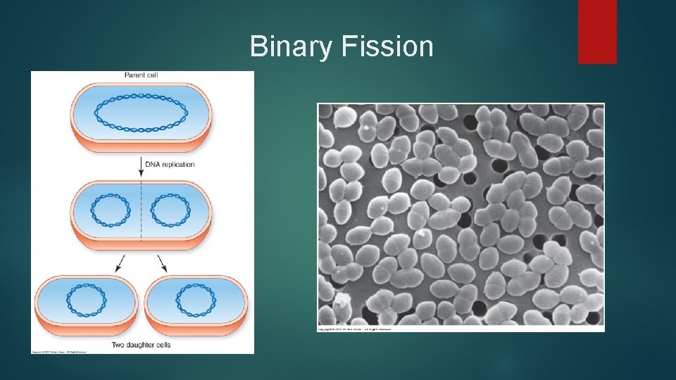 Binary Fission 