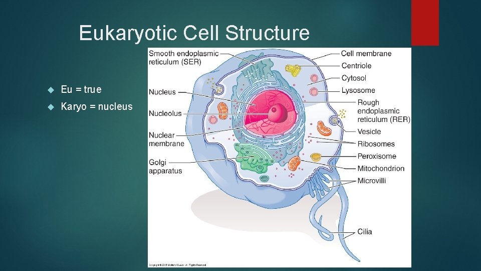 Eukaryotic Cell Structure Eu = true Karyo = nucleus 