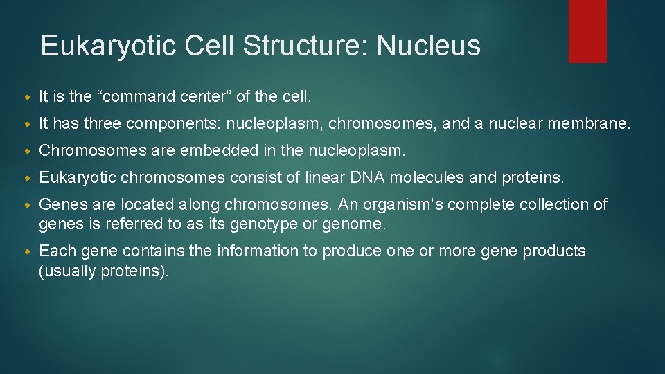 Eukaryotic Cell Structure: Nucleus • It is the “command center” of the cell. •