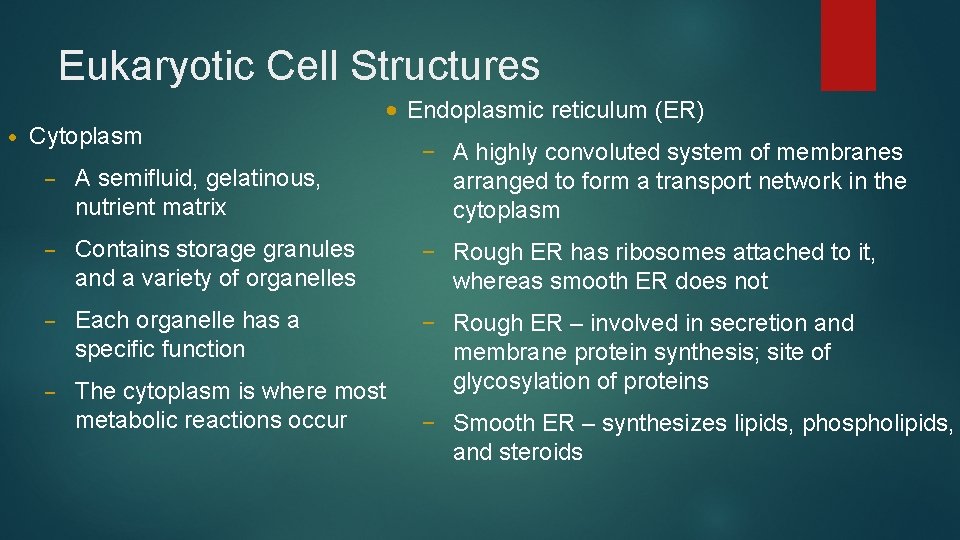 Eukaryotic Cell Structures • Cytoplasm • Endoplasmic reticulum (ER) – A semifluid, gelatinous, nutrient