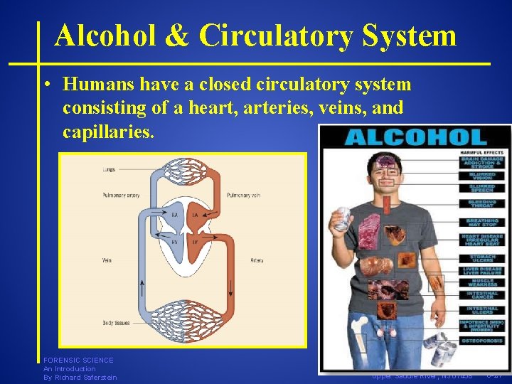Alcohol & Circulatory System • Humans have a closed circulatory system consisting of a