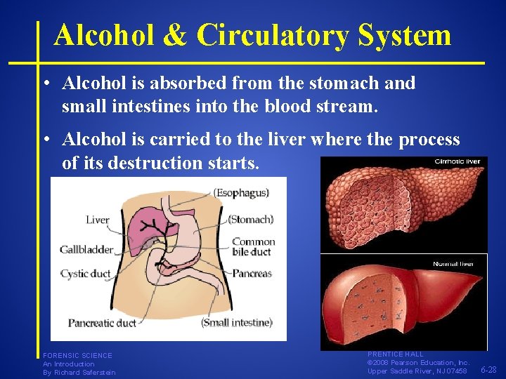 Alcohol & Circulatory System • Alcohol is absorbed from the stomach and small intestines