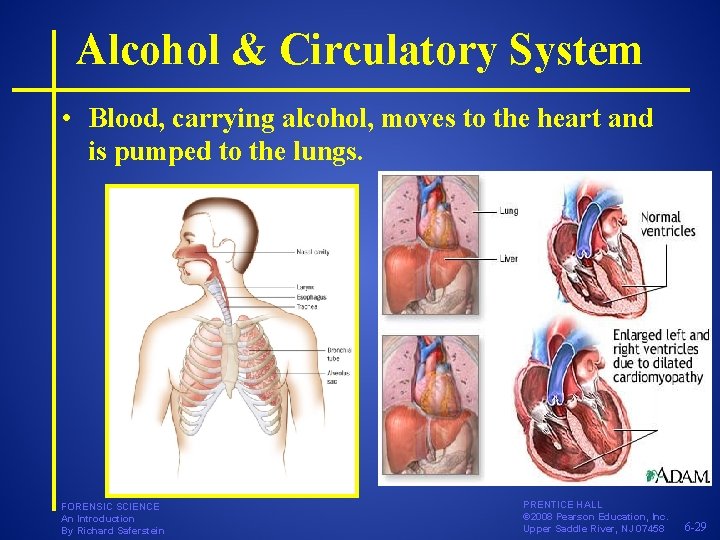 Alcohol & Circulatory System • Blood, carrying alcohol, moves to the heart and is