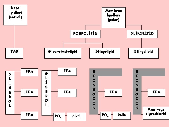 Depo lipidleri (nötral) Membran lipidleri (polar) GLİKOLİPİD FOSFOLİPİD TAG G L İ S E