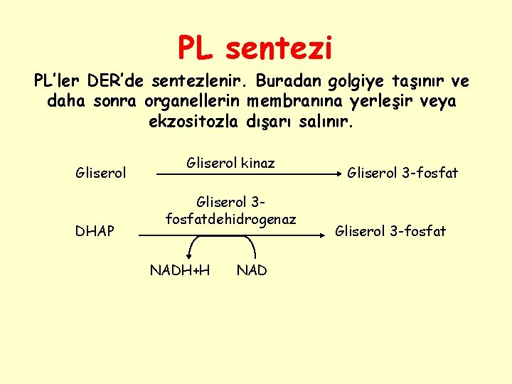 PL sentezi PL’ler DER’de sentezlenir. Buradan golgiye taşınır ve daha sonra organellerin membranına yerleşir