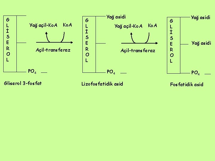 G L İ S E R O L Yağ açil-Ko. A Açil-transferaz PO 4