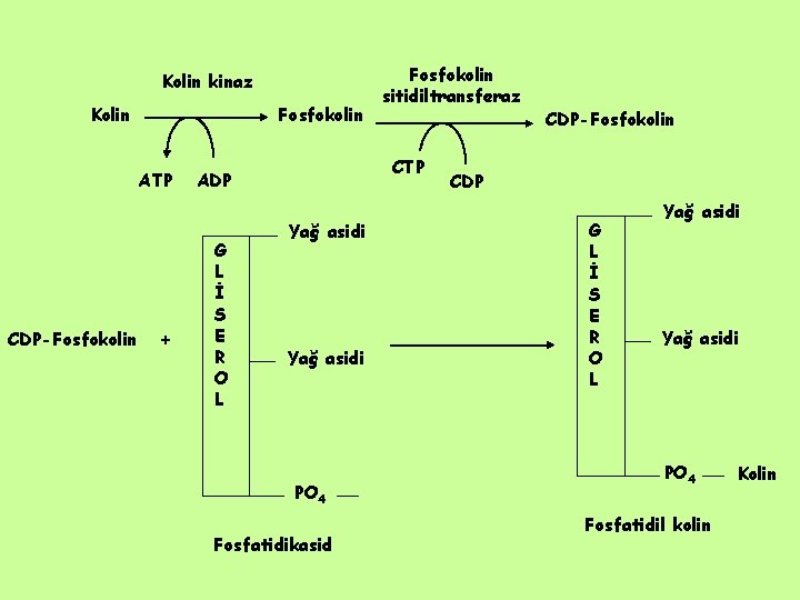 Kolin kinaz Kolin Fosfokolin ATP CDP-Fosfokolin + CTP ADP G L İ S E