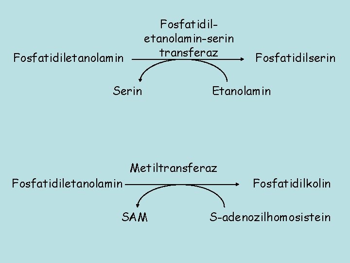 Fosfatidiletanolamin-serin transferaz Fosfatidiletanolamin Serin Fosfatidiletanolamin Etanolamin Metiltransferaz SAM Fosfatidilserin Fosfatidilkolin S-adenozilhomosistein 