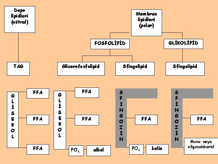 Depo lipidleri (nötral) Membran lipidleri (polar) GLİKOLİPİD FOSFOLİPİD TAG G L İ S E