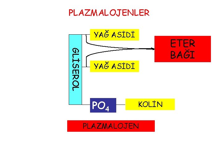 PLAZMALOJENLER YAĞ ASİDİ GLİSEROL ETER BAĞI YAĞ ASİDİ PO 4 KOLİN PLAZMALOJEN 